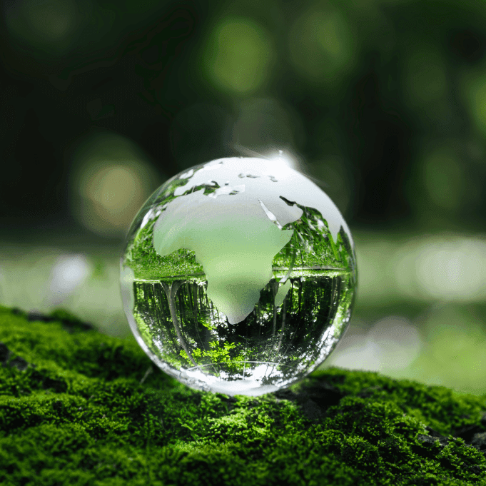 crystalline erra on ferns in green grass forest with sunlight