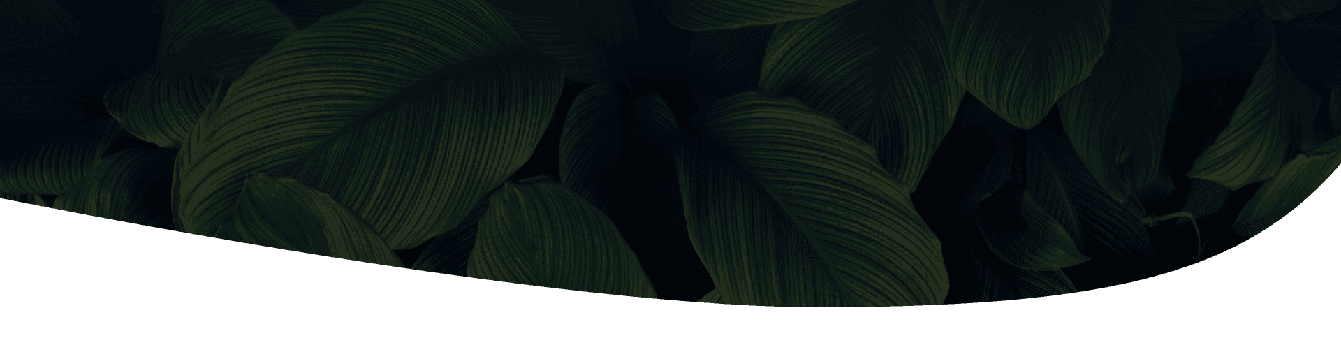 green leaves of tropical plant in the garden